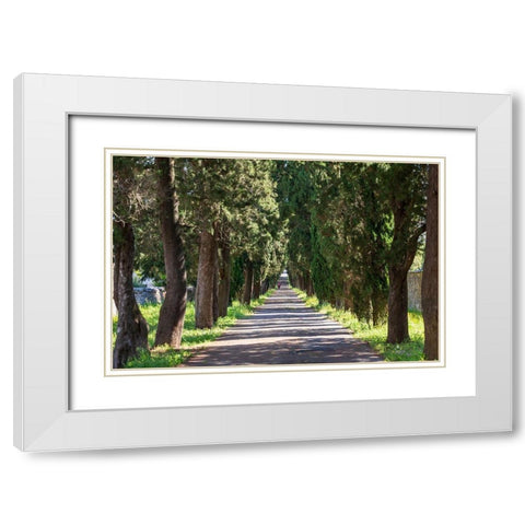 Italy-Apulia-Metropolitan City of Bari-Locorotondo Tree-lined walkway White Modern Wood Framed Art Print with Double Matting by Wilson, Emily
