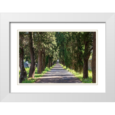 Italy-Apulia-Metropolitan City of Bari-Locorotondo Tree-lined walkway White Modern Wood Framed Art Print with Double Matting by Wilson, Emily