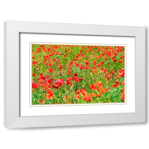 Italy-Apulia-Metropolitan City of Bari-Locorotondo Field of poppies White Modern Wood Framed Art Print with Double Matting by Wilson, Emily