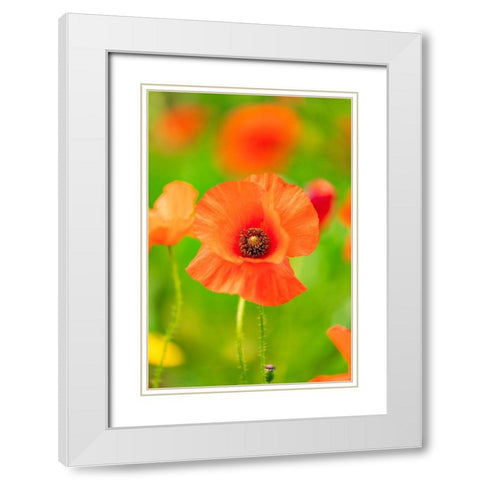 Italy-Apulia-Province of Bari Countryside with poppies and olive trees White Modern Wood Framed Art Print with Double Matting by Wilson, Emily