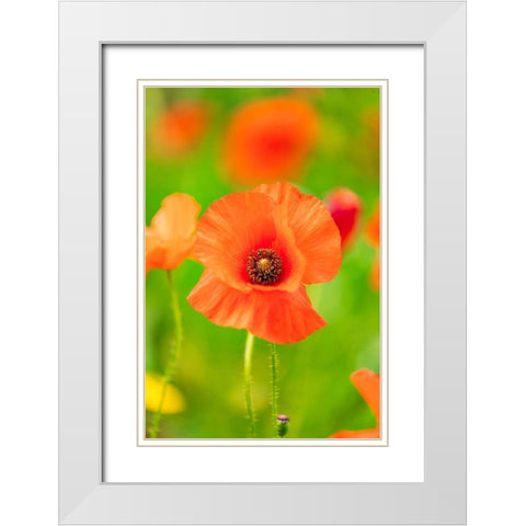 Italy-Apulia-Province of Bari Countryside with poppies and olive trees White Modern Wood Framed Art Print with Double Matting by Wilson, Emily