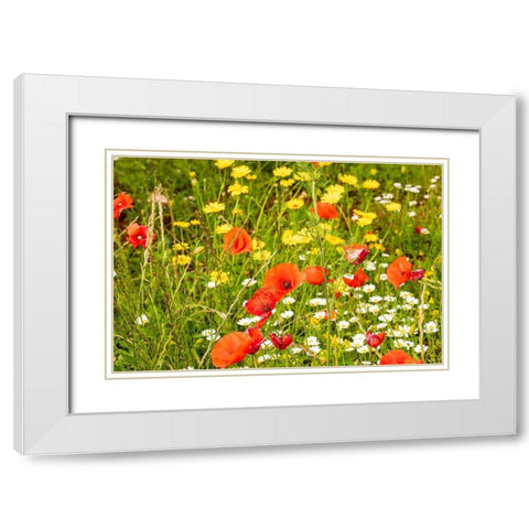 Italy-Apulia-Province of Bari Countryside with poppies and other wildflowers White Modern Wood Framed Art Print with Double Matting by Wilson, Emily