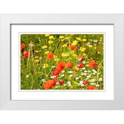 Italy-Apulia-Province of Bari Countryside with poppies and other wildflowers White Modern Wood Framed Art Print with Double Matting by Wilson, Emily