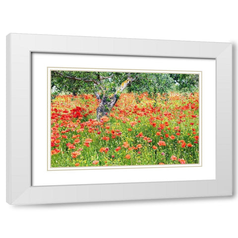Italy-Apulia-Province of Bari Countryside with poppies and olive trees White Modern Wood Framed Art Print with Double Matting by Wilson, Emily