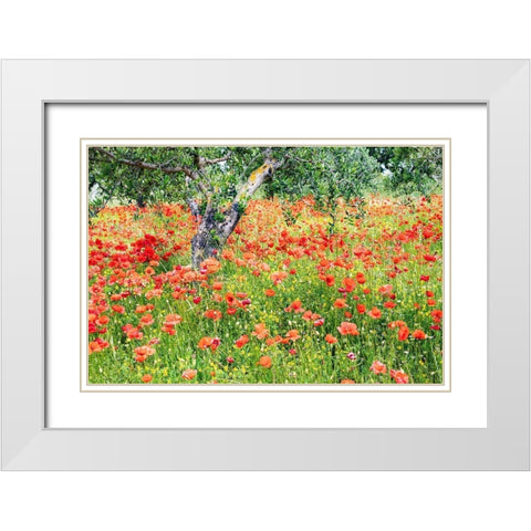 Italy-Apulia-Province of Bari Countryside with poppies and olive trees White Modern Wood Framed Art Print with Double Matting by Wilson, Emily