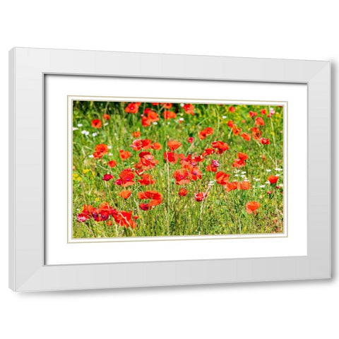 Italy-Apulia-Province of Bari Countryside with poppies  White Modern Wood Framed Art Print with Double Matting by Wilson, Emily