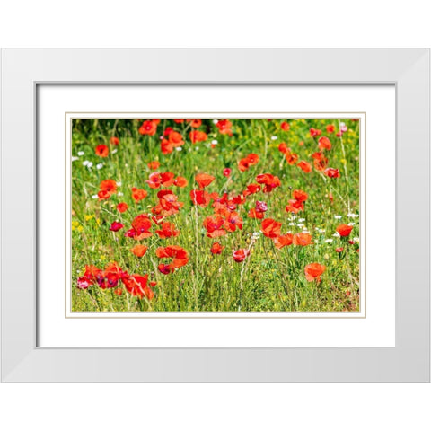 Italy-Apulia-Province of Bari Countryside with poppies  White Modern Wood Framed Art Print with Double Matting by Wilson, Emily