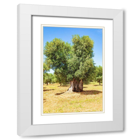 Italy-Apulia-Province of Brindisi-Ostuni Huge ancient olive tree White Modern Wood Framed Art Print with Double Matting by Wilson, Emily