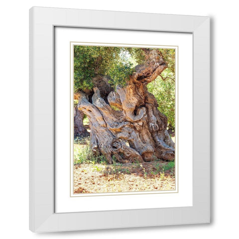 Italy-Apulia-Province of Brindisi-Ostuni Huge ancient olive tree White Modern Wood Framed Art Print with Double Matting by Wilson, Emily