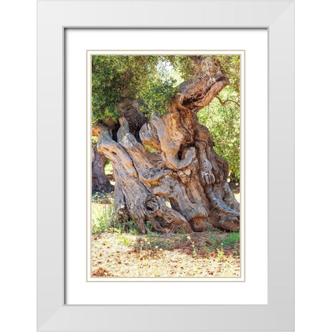 Italy-Apulia-Province of Brindisi-Ostuni Huge ancient olive tree White Modern Wood Framed Art Print with Double Matting by Wilson, Emily
