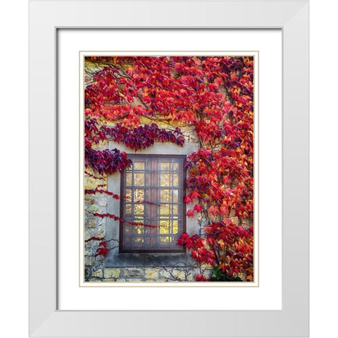 Italy-Chianti Colorful ivy surrounding the window of a stone Tuscan home in the autumn White Modern Wood Framed Art Print with Double Matting by Eggers, Julie