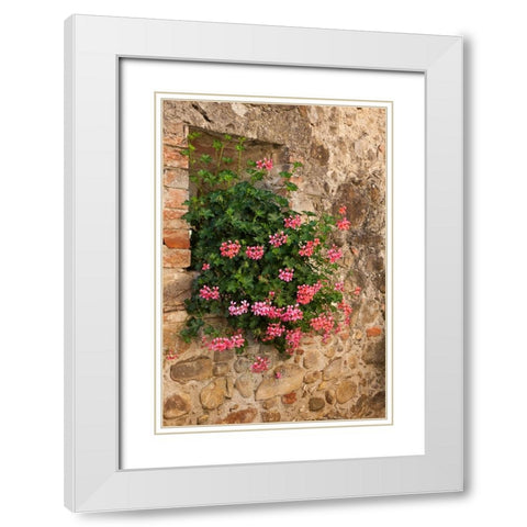 Italy-Tuscany Pink ivy geraniums blooming in a window in Tuscany White Modern Wood Framed Art Print with Double Matting by Eggers, Julie