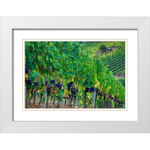 Italy-Tuscany Vineyard with grapes on the vine and small shed in the field White Modern Wood Framed Art Print with Double Matting by Eggers, Julie