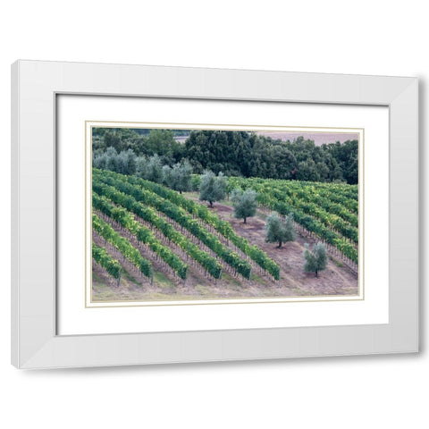 Italy-Tuscany Vineyard and olive trees in the Tuscan landscape White Modern Wood Framed Art Print with Double Matting by Eggers, Julie