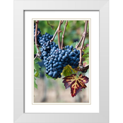 Italy-Tuscany Grapes on the vine in a vineyard in Tuscany White Modern Wood Framed Art Print with Double Matting by Eggers, Julie