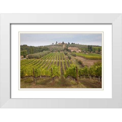 Italy-Tuscany Rows of grape vines in a vineyard in Tuscany White Modern Wood Framed Art Print with Double Matting by Eggers, Julie