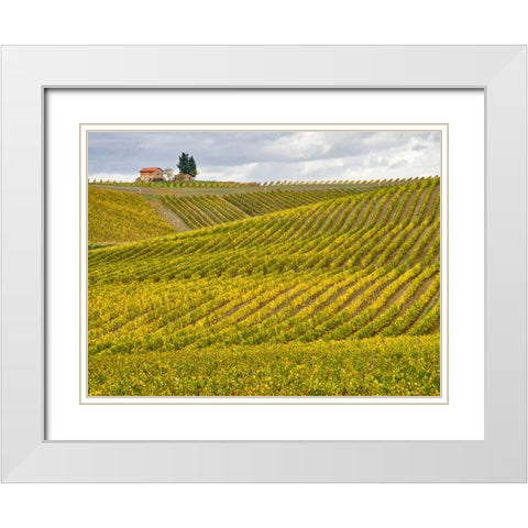 Italy-Tuscany Colorful vineyard in autumn White Modern Wood Framed Art Print with Double Matting by Eggers, Julie