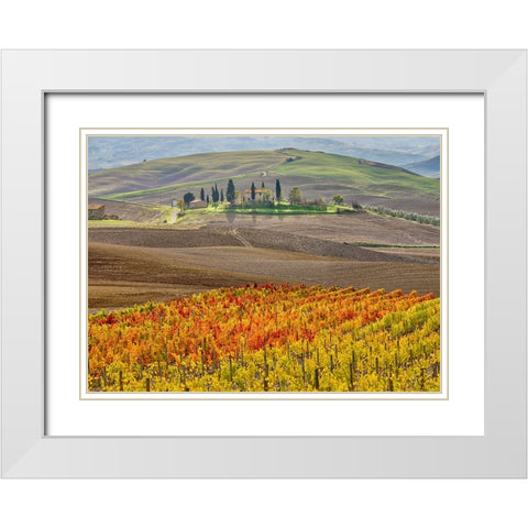 Italy-Tuscany Colorful vineyard in autumn White Modern Wood Framed Art Print with Double Matting by Eggers, Julie