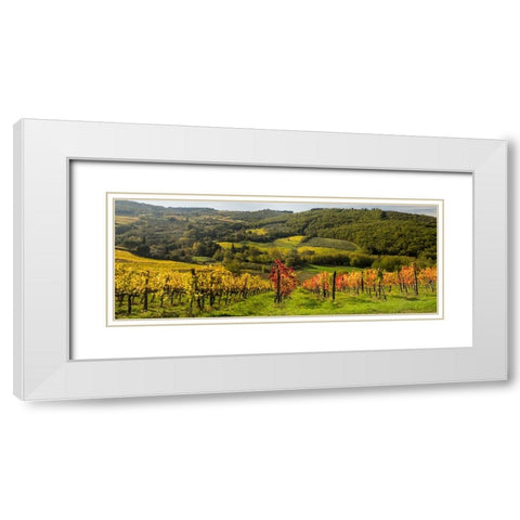 Italy-Tuscany Panoramic view of a colorful vineyard in the Tuscan landscape White Modern Wood Framed Art Print with Double Matting by Eggers, Julie