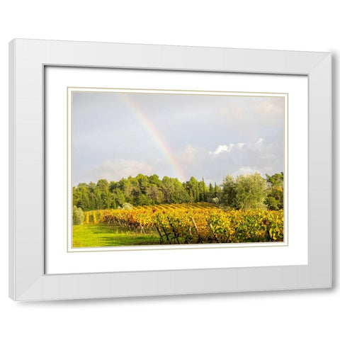 Italy-Tuscany Colorful vineyard and rainbow in autumn White Modern Wood Framed Art Print with Double Matting by Eggers, Julie