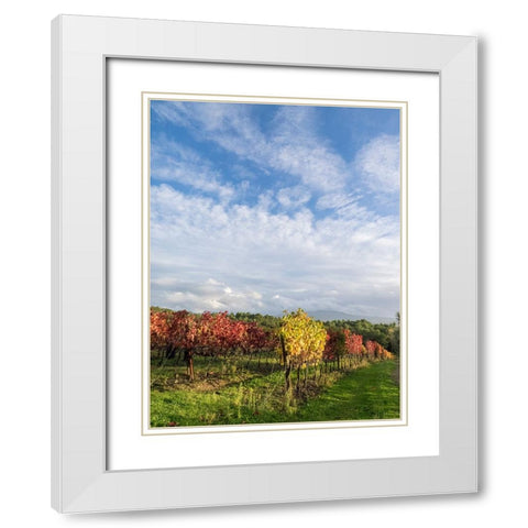 Italy-Tuscany Colorful vineyards in autumn with blue skies and clouds White Modern Wood Framed Art Print with Double Matting by Eggers, Julie