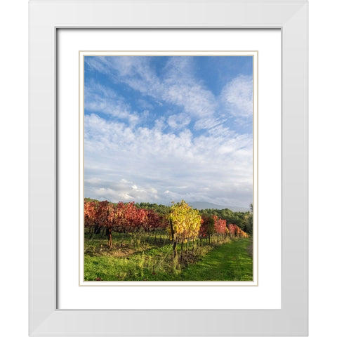 Italy-Tuscany Colorful vineyards in autumn with blue skies and clouds White Modern Wood Framed Art Print with Double Matting by Eggers, Julie