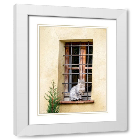 Italy-Tuscany-Pienza Cat sitting on a window ledge along the streets White Modern Wood Framed Art Print with Double Matting by Eggers, Julie