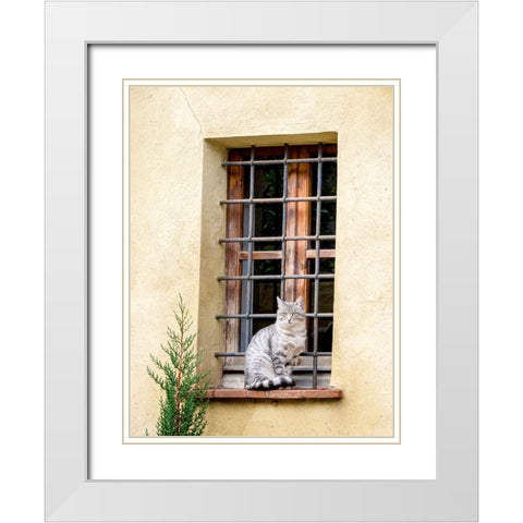 Italy-Tuscany-Pienza Cat sitting on a window ledge along the streets White Modern Wood Framed Art Print with Double Matting by Eggers, Julie
