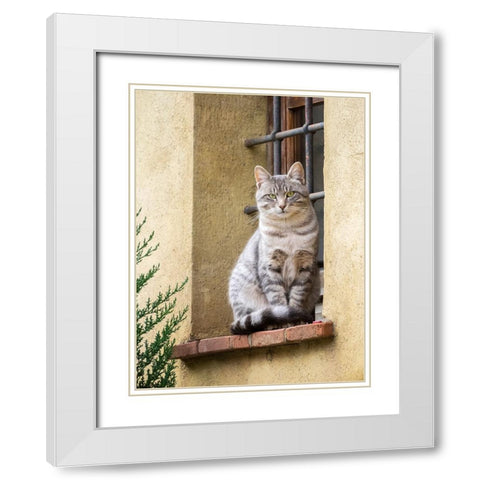Italy-Tuscany-Pienza Cat sitting on a window ledge along the streets White Modern Wood Framed Art Print with Double Matting by Eggers, Julie