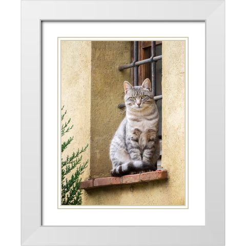 Italy-Tuscany-Pienza Cat sitting on a window ledge along the streets White Modern Wood Framed Art Print with Double Matting by Eggers, Julie