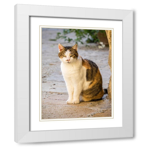 Italy-Tuscany-Monticchiello Tabby cat White Modern Wood Framed Art Print with Double Matting by Eggers, Julie