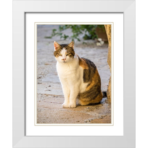 Italy-Tuscany-Monticchiello Tabby cat White Modern Wood Framed Art Print with Double Matting by Eggers, Julie