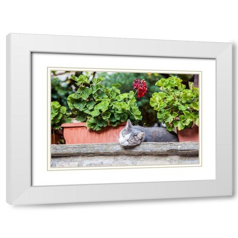 Italy- Umbria- Assisi. Gray and white cat resting in between flower pots with geraniums. White Modern Wood Framed Art Print with Double Matting by Eggers, Julie