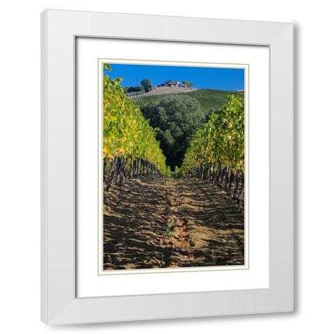 Italy- Umbria. Home surrounded by vineyards. White Modern Wood Framed Art Print with Double Matting by Eggers, Julie