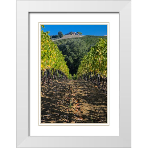 Italy- Umbria. Home surrounded by vineyards. White Modern Wood Framed Art Print with Double Matting by Eggers, Julie