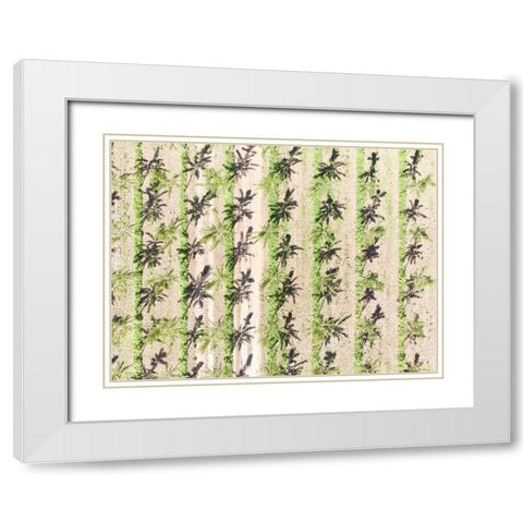 Italy-Mantua-poplar tree plantation-poplar trees are used to produce pulp for paper making White Modern Wood Framed Art Print with Double Matting by Molinari, Michele