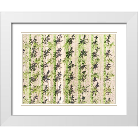 Italy-Mantua-poplar tree plantation-poplar trees are used to produce pulp for paper making White Modern Wood Framed Art Print with Double Matting by Molinari, Michele