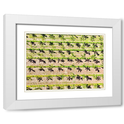 Italy-Mantua-poplar tree plantation-poplar trees are used to produce pulp for paper making White Modern Wood Framed Art Print with Double Matting by Molinari, Michele