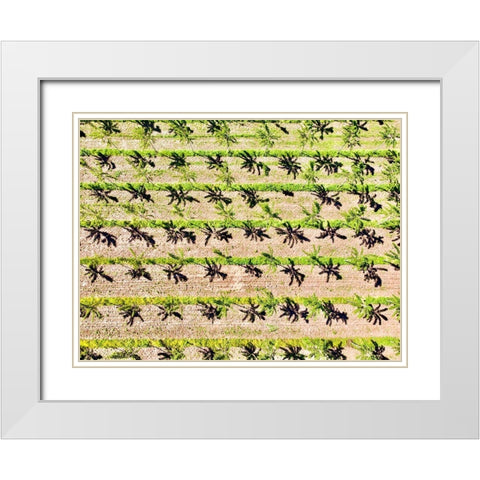 Italy-Mantua-poplar tree plantation-poplar trees are used to produce pulp for paper making White Modern Wood Framed Art Print with Double Matting by Molinari, Michele