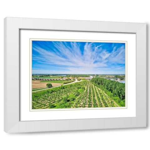 Italy-Mantua-poplar tree plantation-poplar trees are used to produce pulp for paper making White Modern Wood Framed Art Print with Double Matting by Molinari, Michele