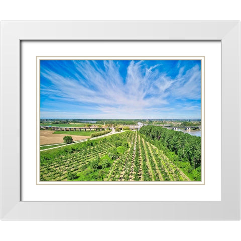 Italy-Mantua-poplar tree plantation-poplar trees are used to produce pulp for paper making White Modern Wood Framed Art Print with Double Matting by Molinari, Michele