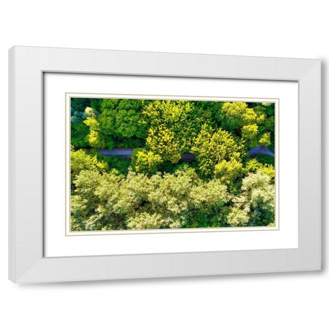 Italy-Mantua-forest treetops White Modern Wood Framed Art Print with Double Matting by Molinari, Michele