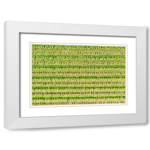 Italy-Valpolicella vineyards White Modern Wood Framed Art Print with Double Matting by Molinari, Michele