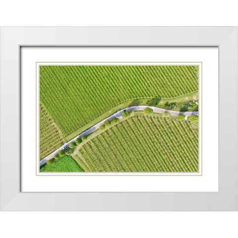 Italy-Valpolicella vineyards White Modern Wood Framed Art Print with Double Matting by Molinari, Michele