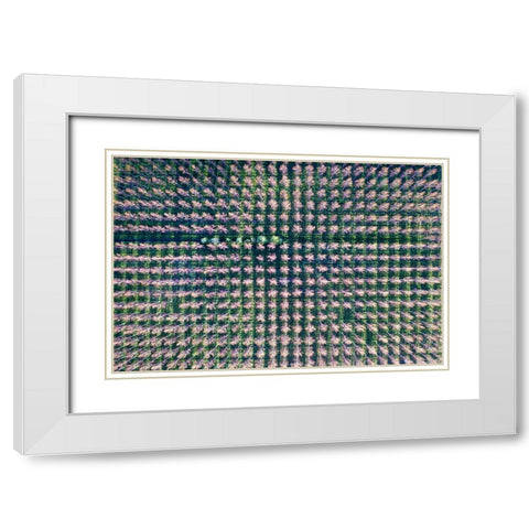 Italy-poplar trees plantation for paper pulp production White Modern Wood Framed Art Print with Double Matting by Molinari, Michele