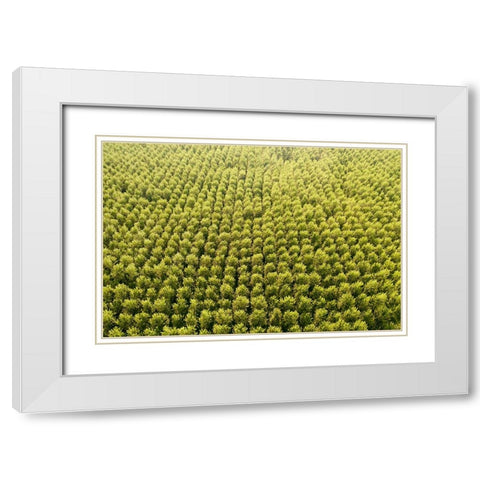 Italy-poplar trees plantation for paper pulp production White Modern Wood Framed Art Print with Double Matting by Molinari, Michele