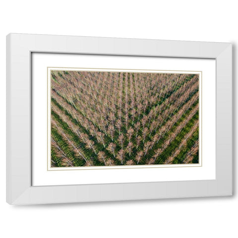 Italy-poplar trees plantation for paper pulp production White Modern Wood Framed Art Print with Double Matting by Molinari, Michele