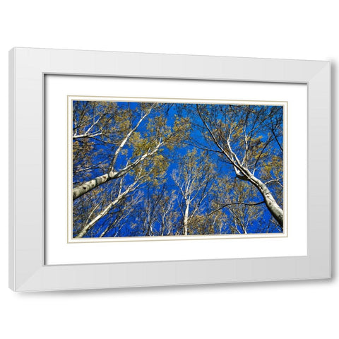 Italy-Mantova (Mantua) Autumn in public park White Modern Wood Framed Art Print with Double Matting by Molinari, Michele