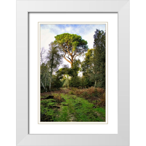 Italy-Riserva Naturale di Massaciuccoli San Rossore-protected coastal forest in Tuscany White Modern Wood Framed Art Print with Double Matting by Molinari, Michele