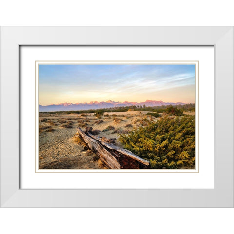 Italy-Riserva Naturale di Massaciuccoli San Rossore-protected coastal forest in Tuscan White Modern Wood Framed Art Print with Double Matting by Molinari, Michele